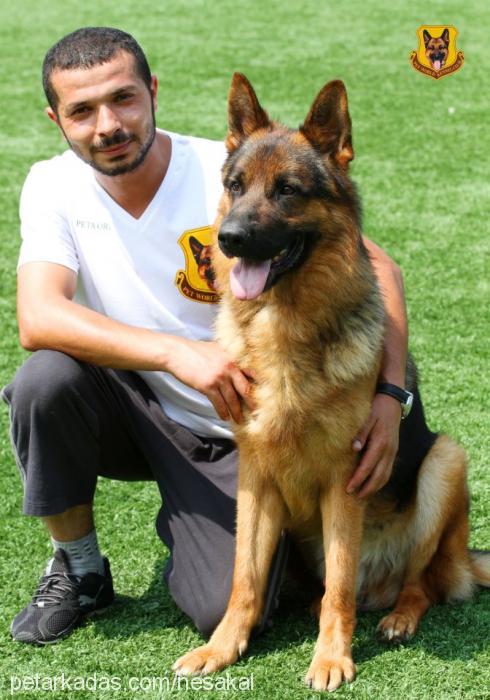 ramonvonpetworl Erkek Alman Çoban Köpeği