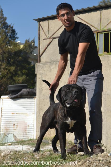 azurbaron Erkek Cane Corso Italiano