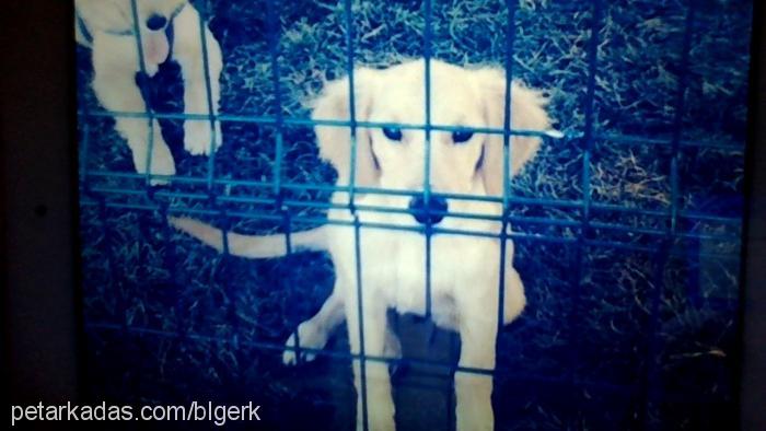 Şanslı Dişi Golden Retriever