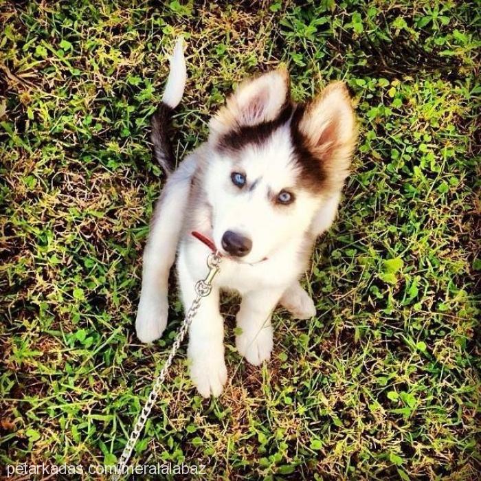 myra Dişi Sibirya Kurdu (Husky)