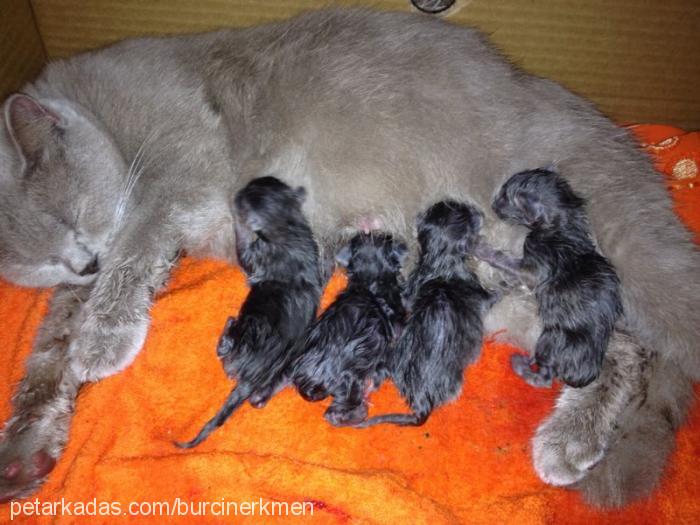 amy Dişi British Shorthair