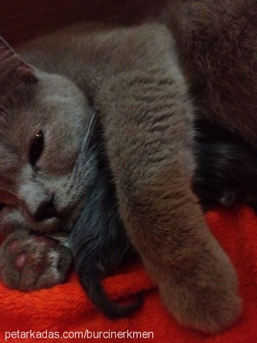 amy Dişi British Shorthair