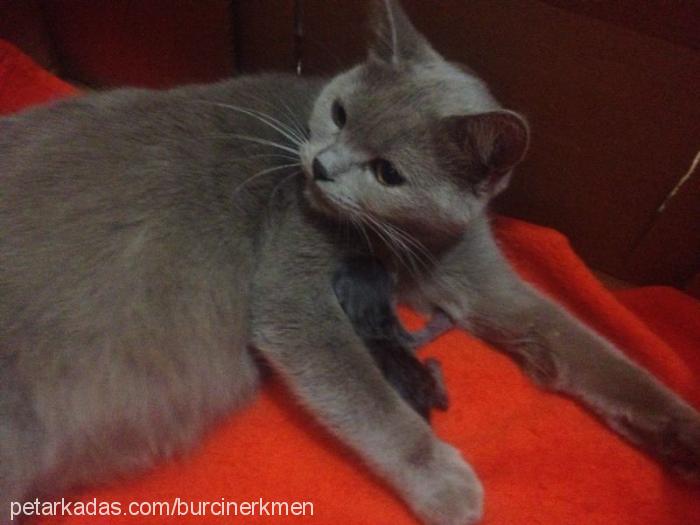 amy Dişi British Shorthair