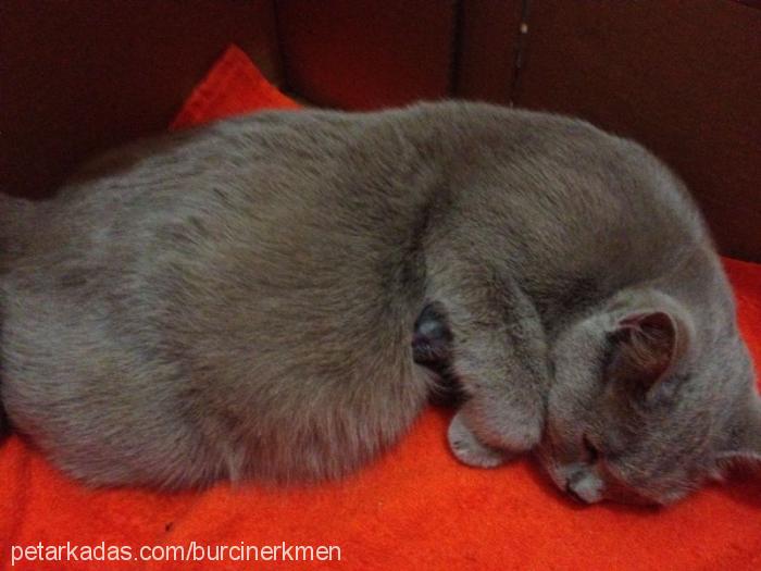 amy Dişi British Shorthair