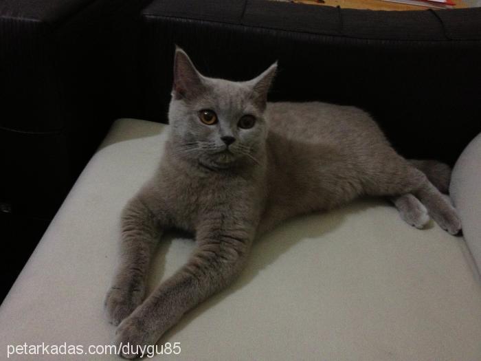 lila Dişi British Shorthair