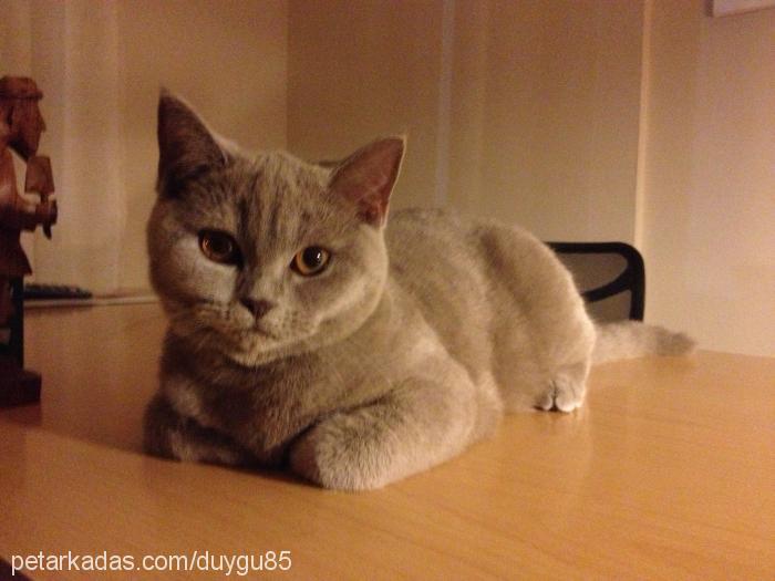 lila Dişi British Shorthair