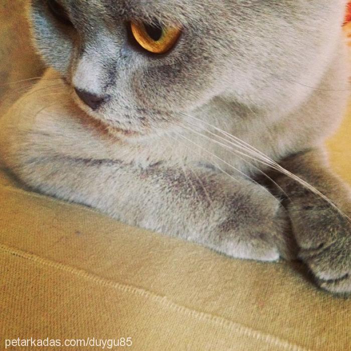 lila Dişi British Shorthair