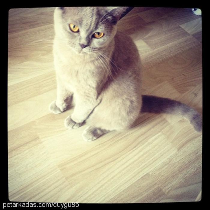 lila Dişi British Shorthair