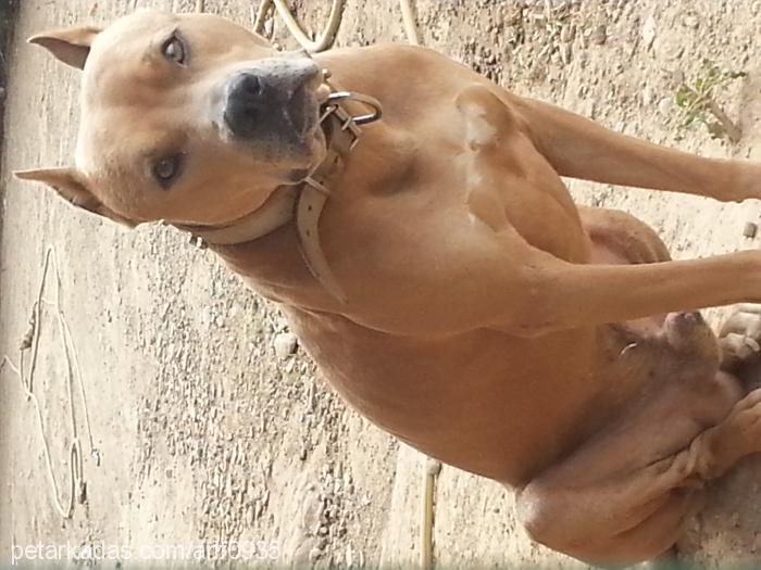 dİno Erkek Amerikan Staffordshire Terrier