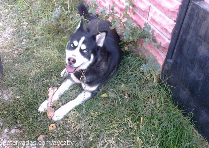 ice Dişi Sibirya Kurdu (Husky)