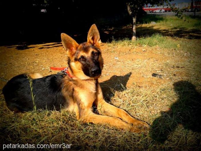 mia Dişi Alman Çoban Köpeği