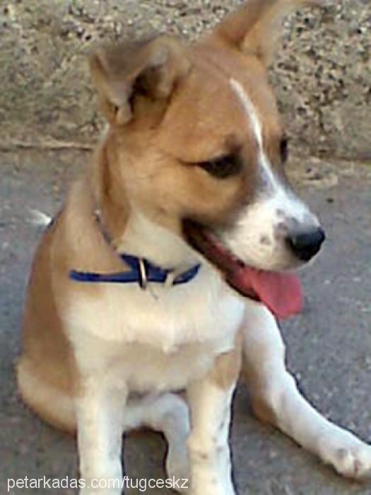 fındık Dişi Jack Russell Terrier