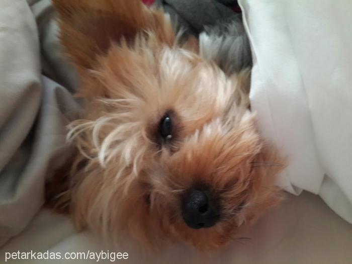 mickey Erkek Yorkshire Terrier