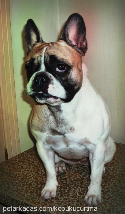 lady Dişi Fransız Bulldog