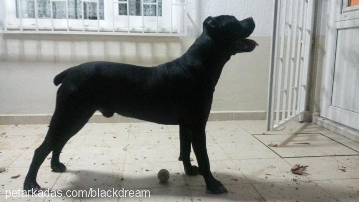 dante Erkek Cane Corso Italiano