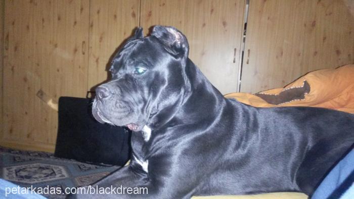 dante Erkek Cane Corso Italiano