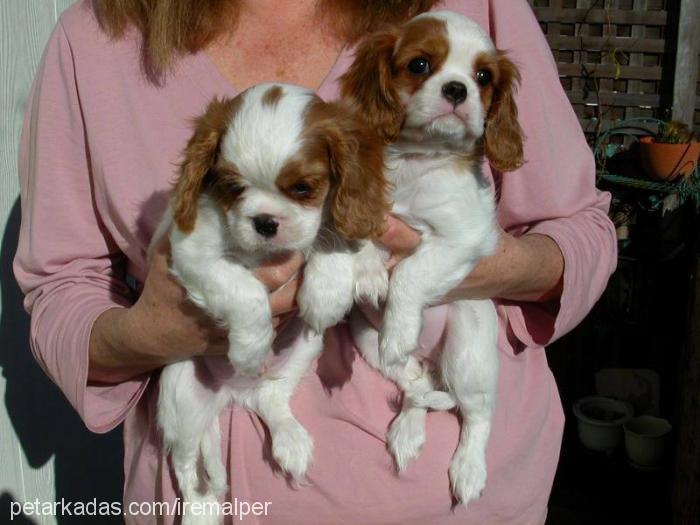 aras Erkek Cavalier King Charles Spanieli