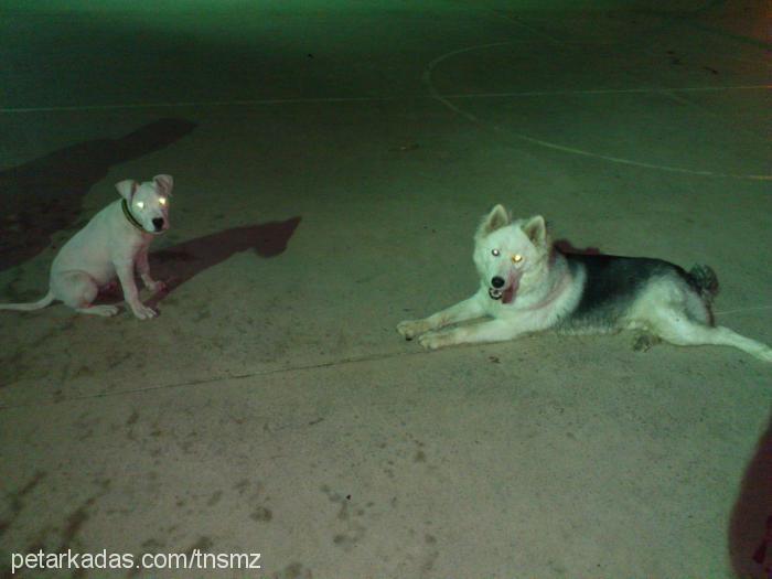 ayaz Erkek Alaskan Malamute