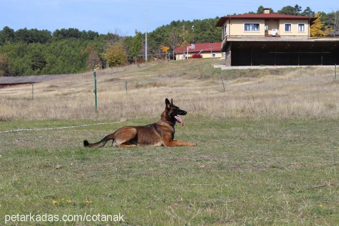 zifir Dişi Belçika Malinois