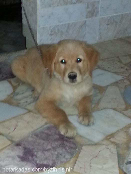 db Erkek Golden Retriever