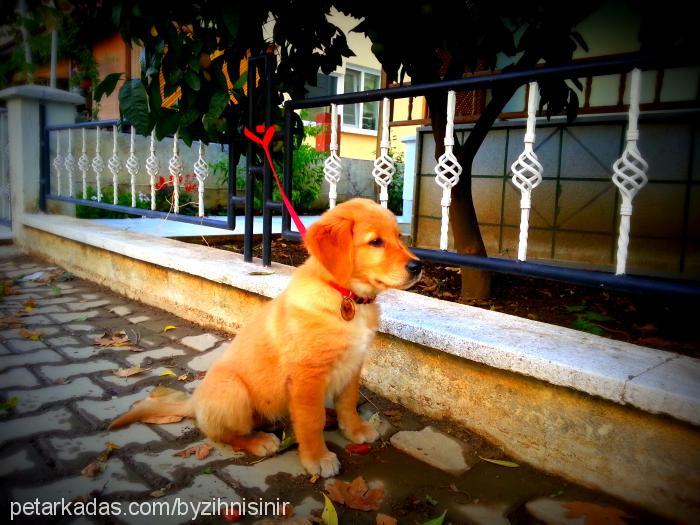 db Erkek Golden Retriever