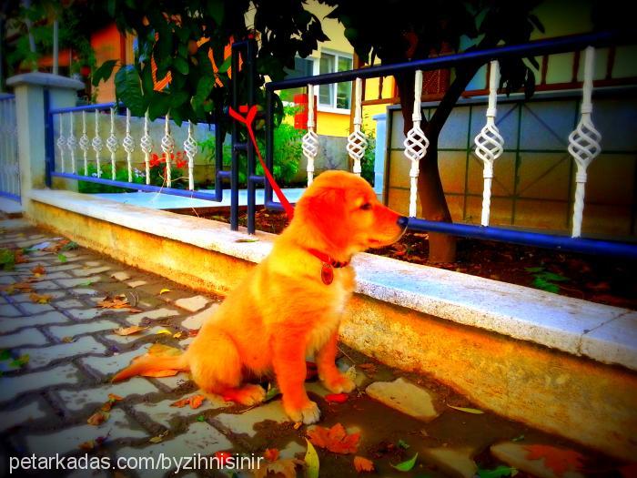 db Erkek Golden Retriever