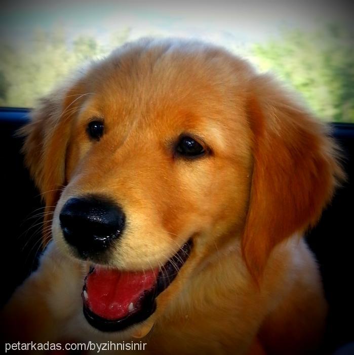 db Erkek Golden Retriever