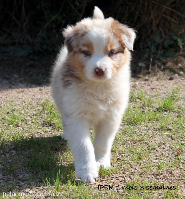 İpek Dişi Avustralya Çoban Köpeği