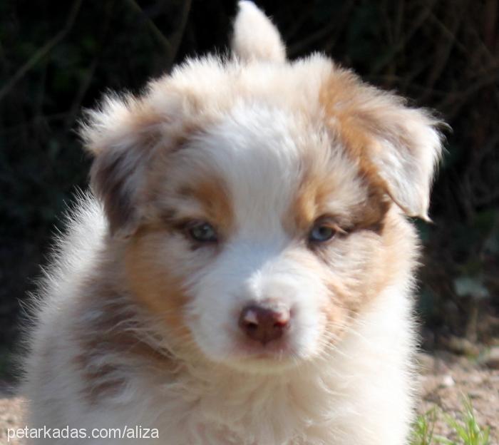 İpek Dişi Avustralya Çoban Köpeği