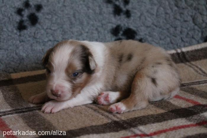 İpek Dişi Avustralya Çoban Köpeği