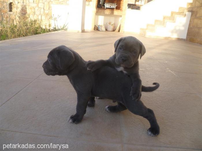 luna Dişi Cane Corso Italiano