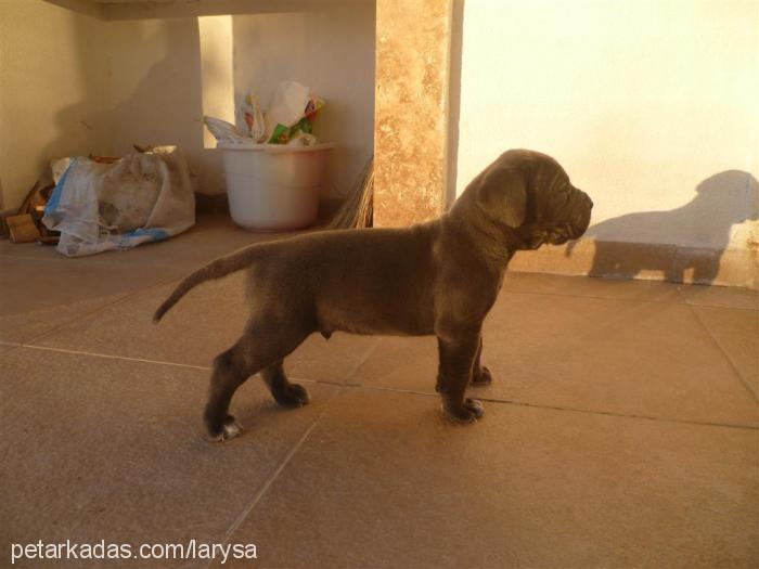 luna Dişi Cane Corso Italiano