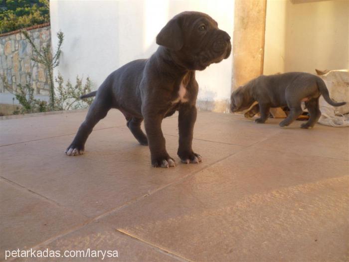 luna Dişi Cane Corso Italiano