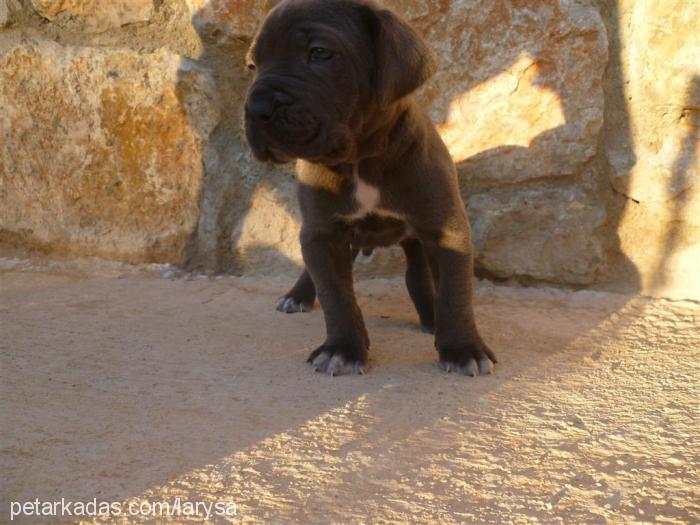 luna Dişi Cane Corso Italiano