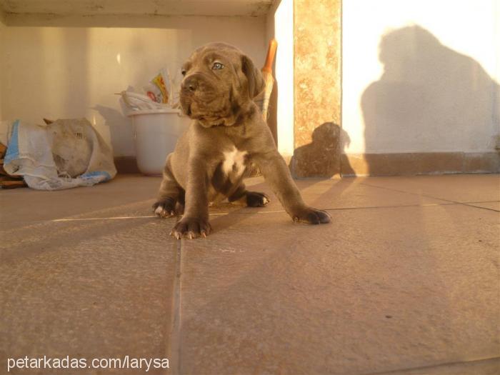 luna Dişi Cane Corso Italiano