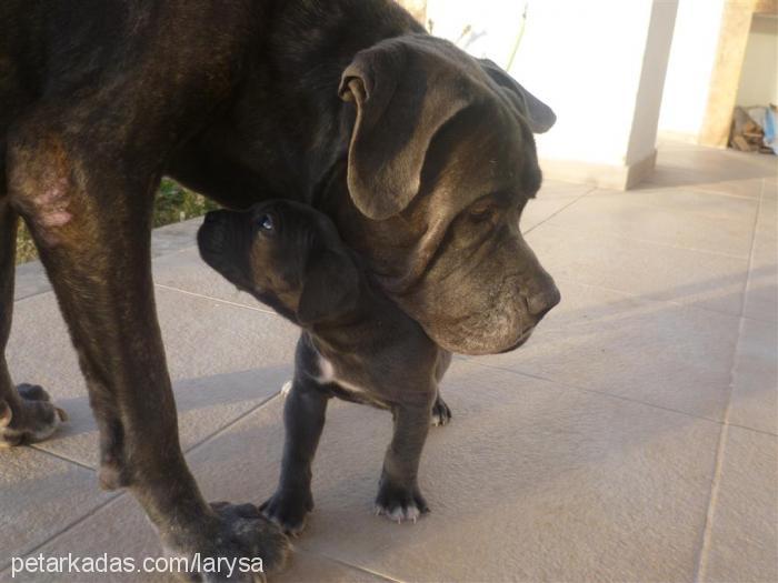 luna Dişi Cane Corso Italiano