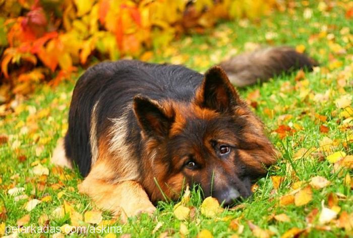 dost Erkek Alman Çoban Köpeği