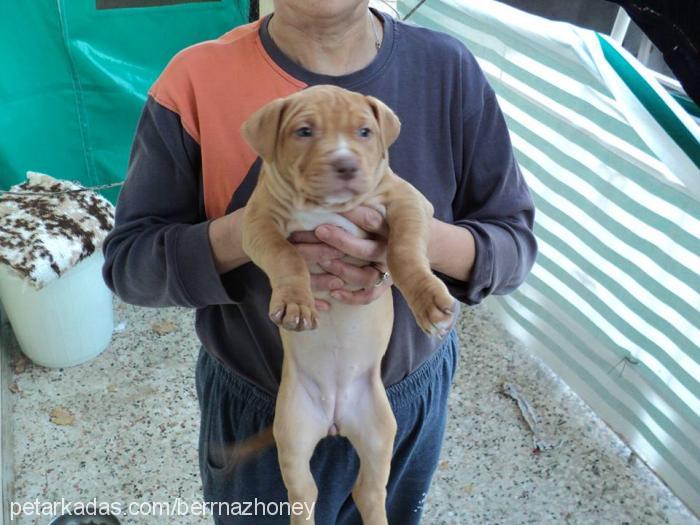 honey Dişi Amerikan Pitbull Terrier