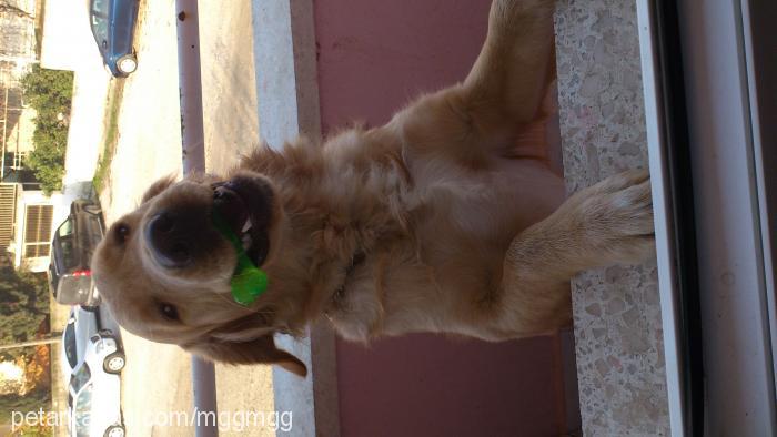 pasa Erkek Golden Retriever