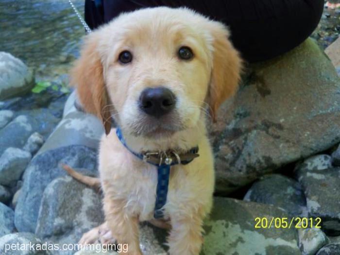 pasa Erkek Golden Retriever