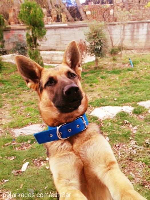 mia Dişi Alman Çoban Köpeği