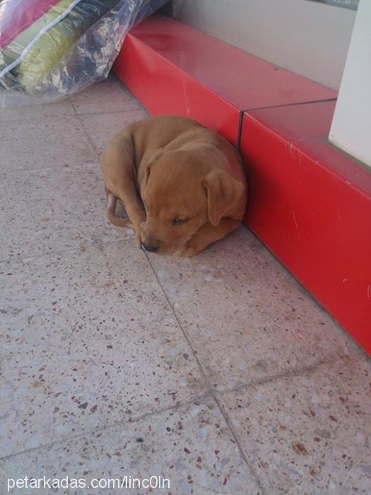 paşa Erkek Amerikan Staffordshire Terrier