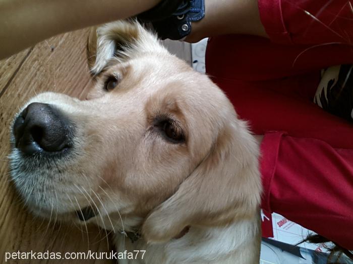 sindykont Dişi Golden Retriever