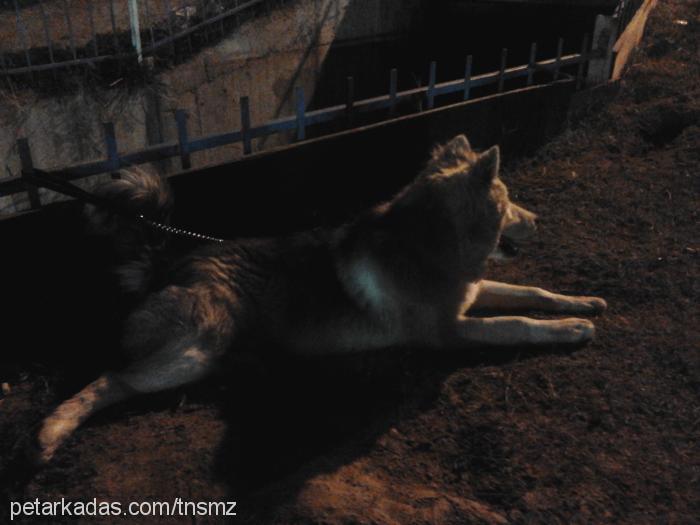 ayaz Erkek Alaskan Malamute