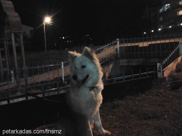 ayaz Erkek Alaskan Malamute