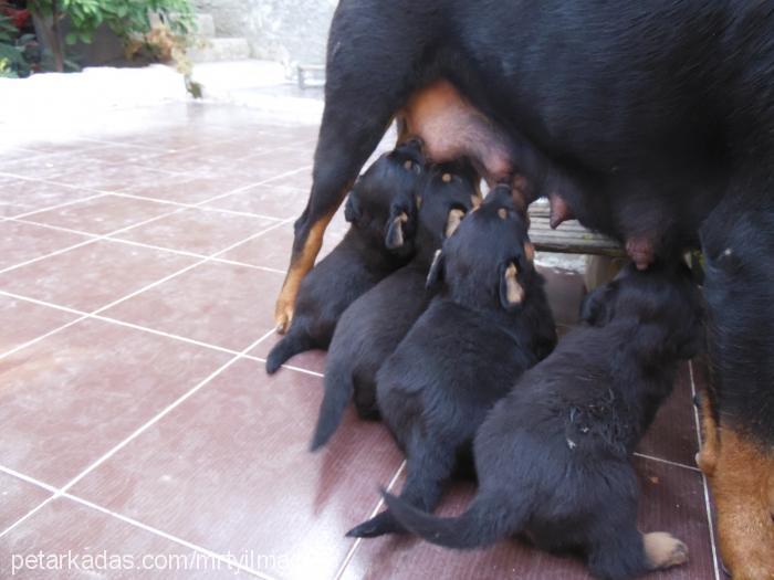 nana Dişi Rottweiler