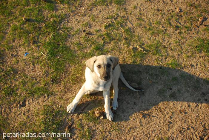 karabaş Dişi Sokö (Sokak Köpeği)