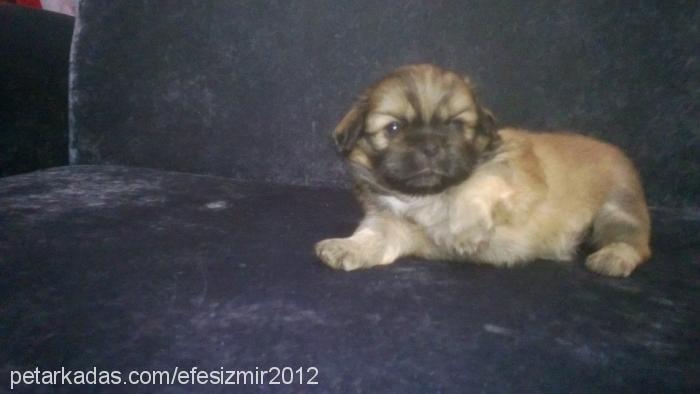 mişa Dişi Tibetli Spaniel