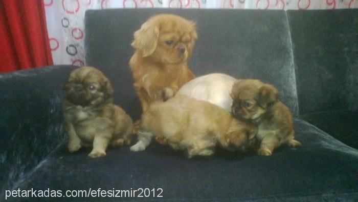 mişa Dişi Tibetli Spaniel