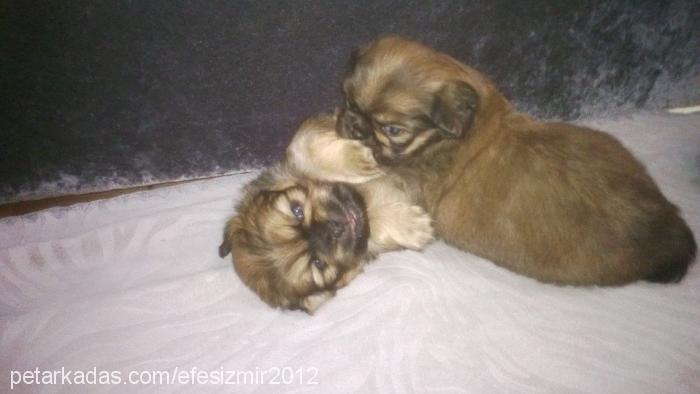 mişa Dişi Tibetli Spaniel